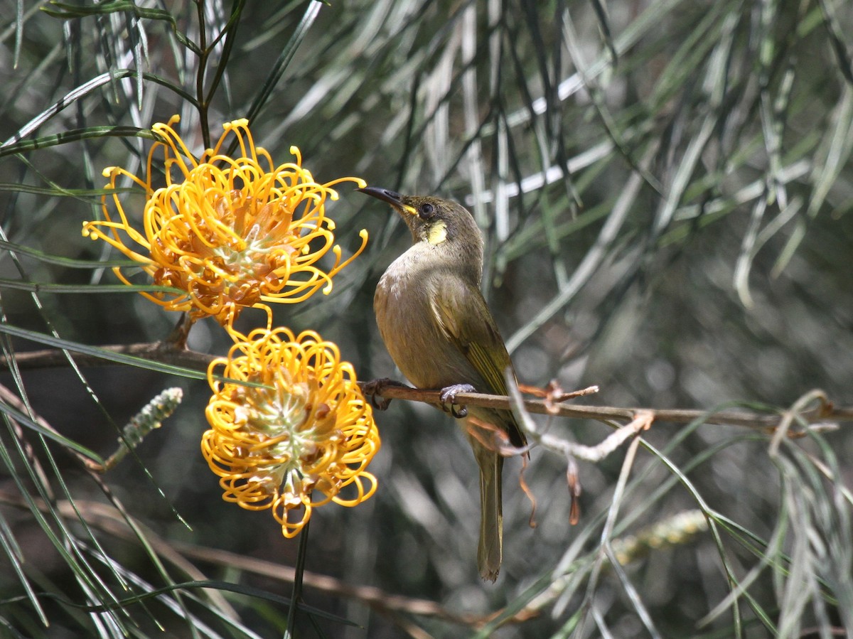 Cryptic Honeyeater - ML647731495