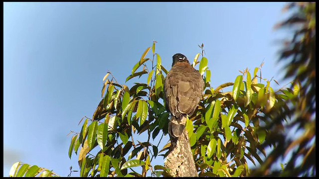 Crested Serpent-Eagle - ML647731497