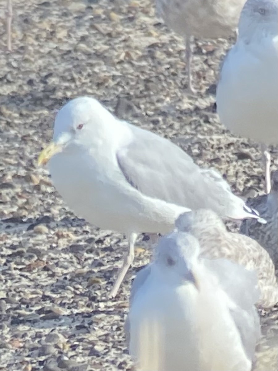 Caspian Gull - ML647731498