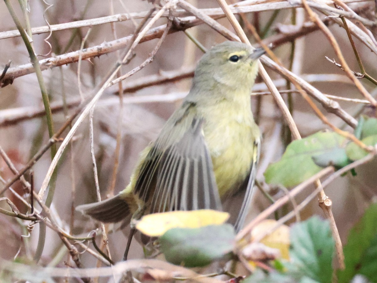 Orange-crowned Warbler - ML647731499