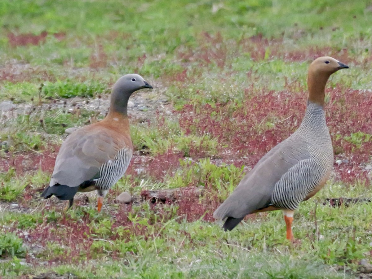 Ruddy-headed Goose - ML647731500