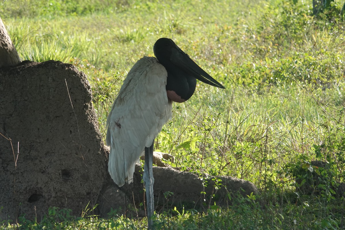Jabiru - ML647731501