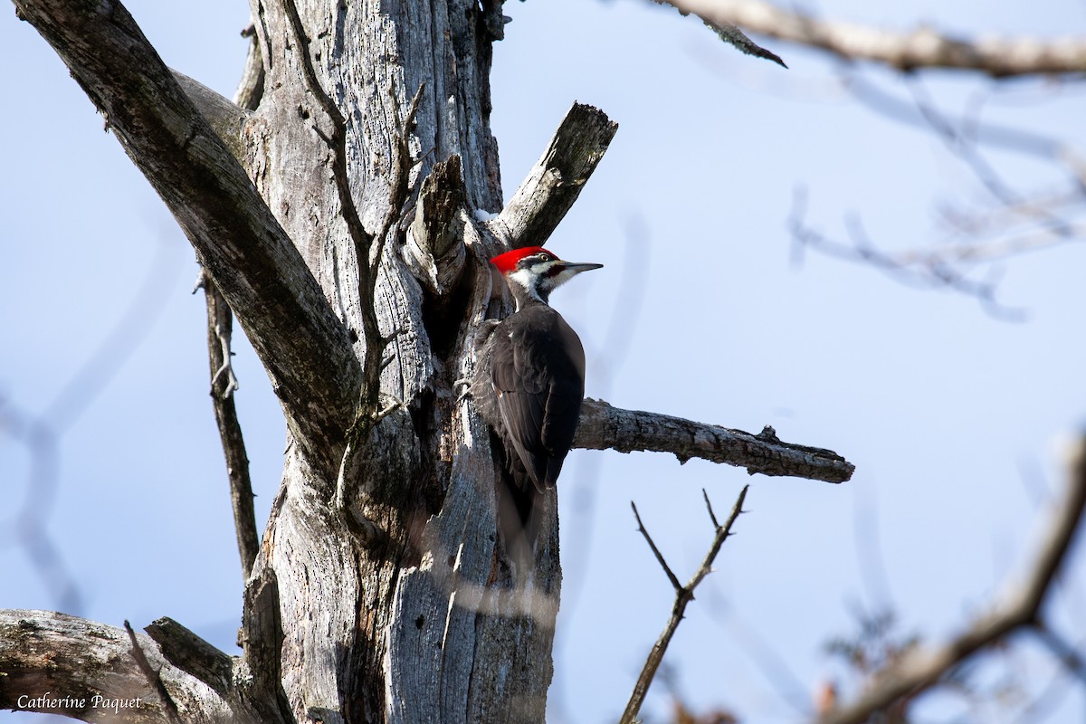 Pileated Woodpecker - ML647731502