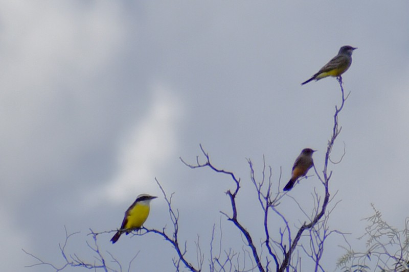 Say's Phoebe - ML647731503