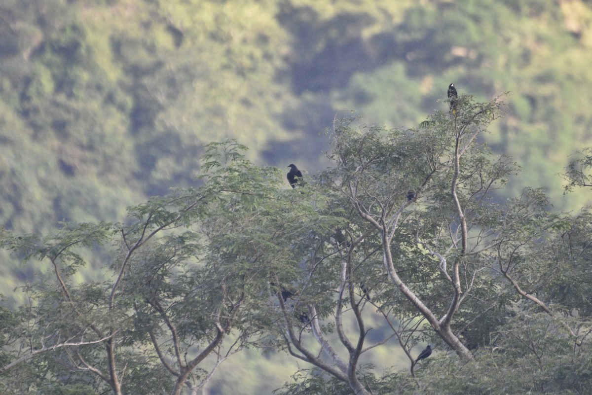 Giant Cowbird - ML647731504