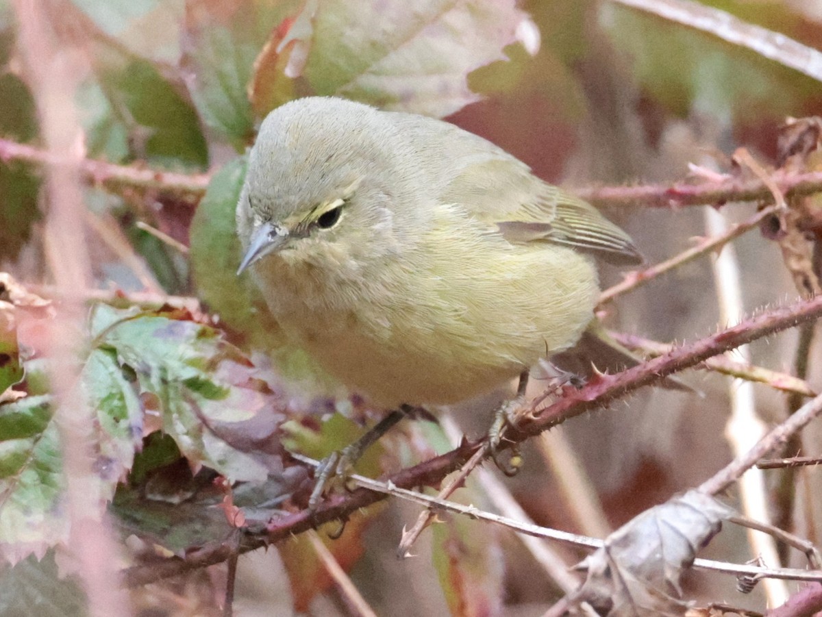 Orange-crowned Warbler - ML647731506