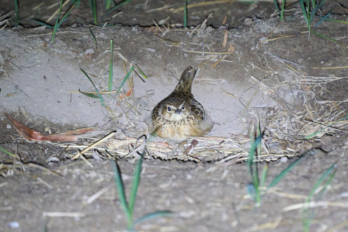 Eurasian Skylark - ML647731508