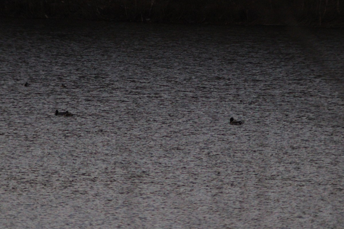 Northern Shoveler - ML647731509