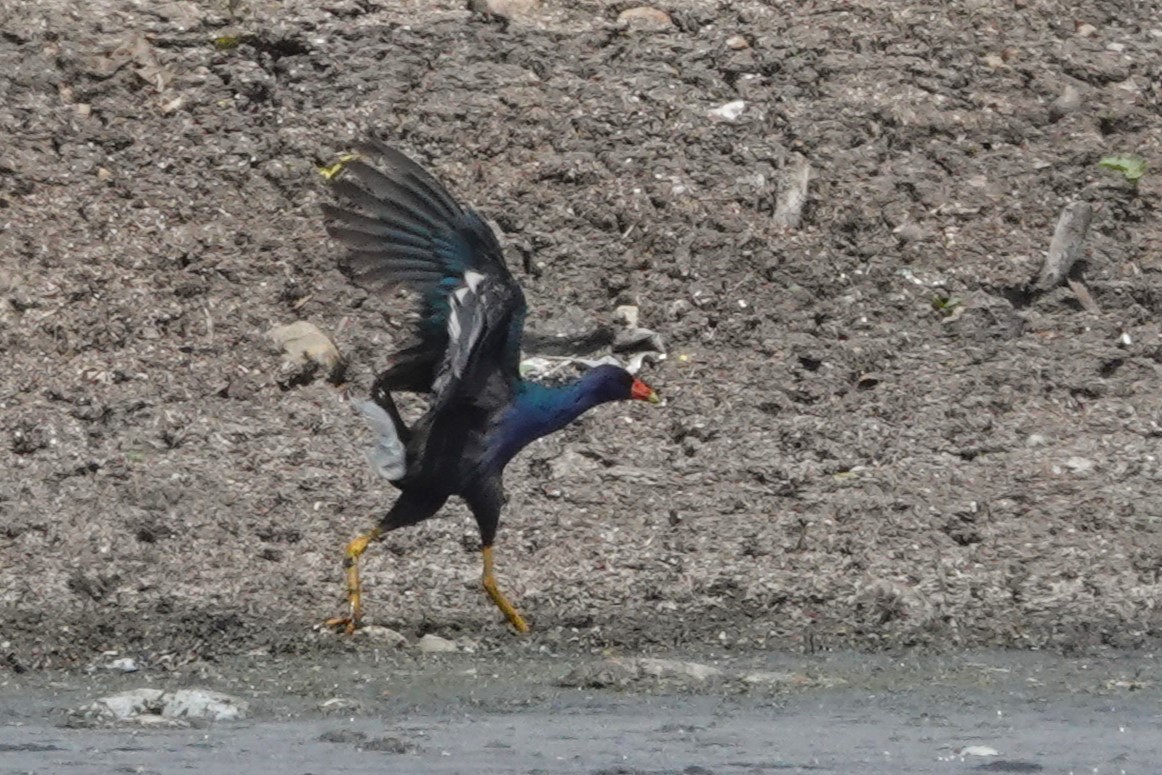 Purple Gallinule - ML647731510