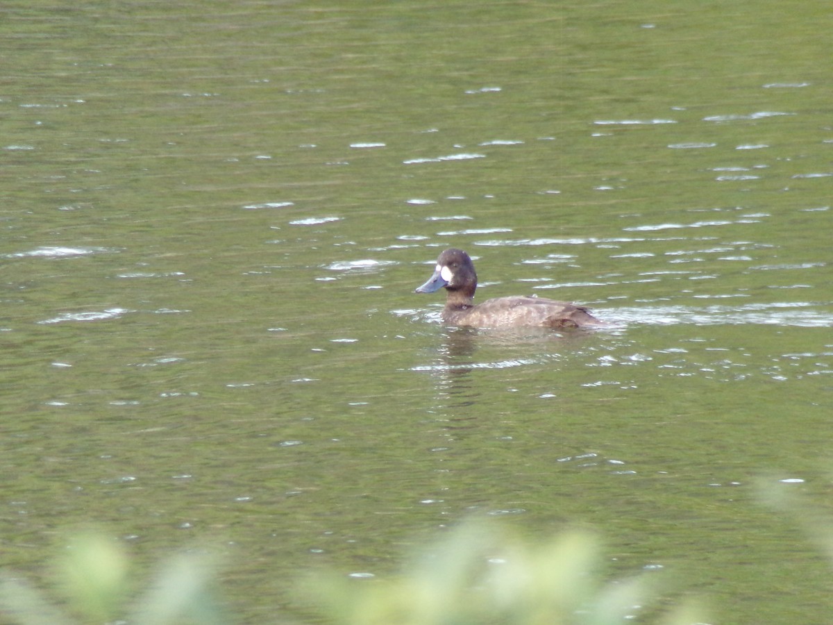 Greater Scaup - ML647731511