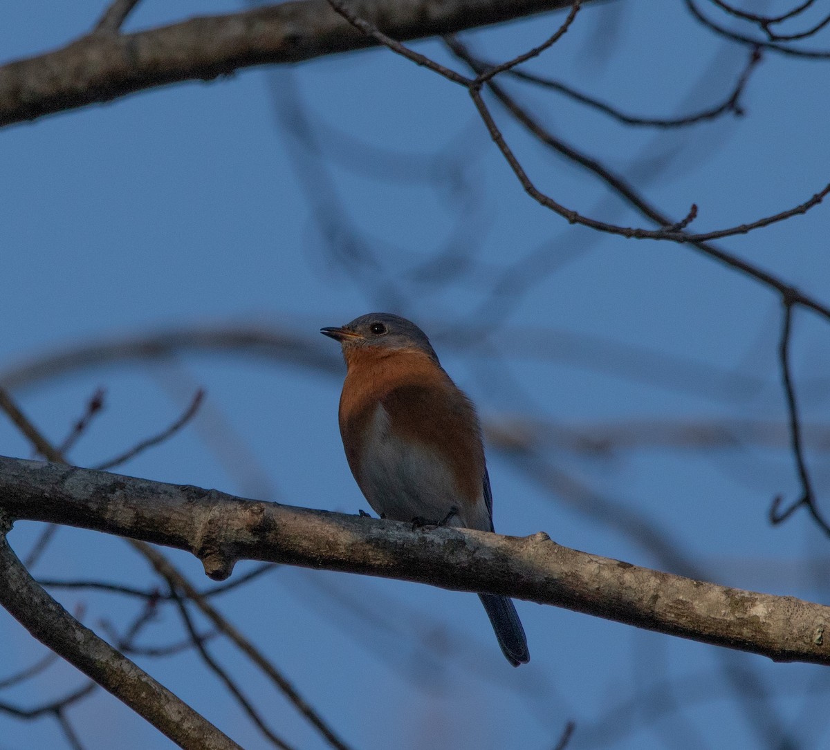 Eastern Bluebird - ML647731512