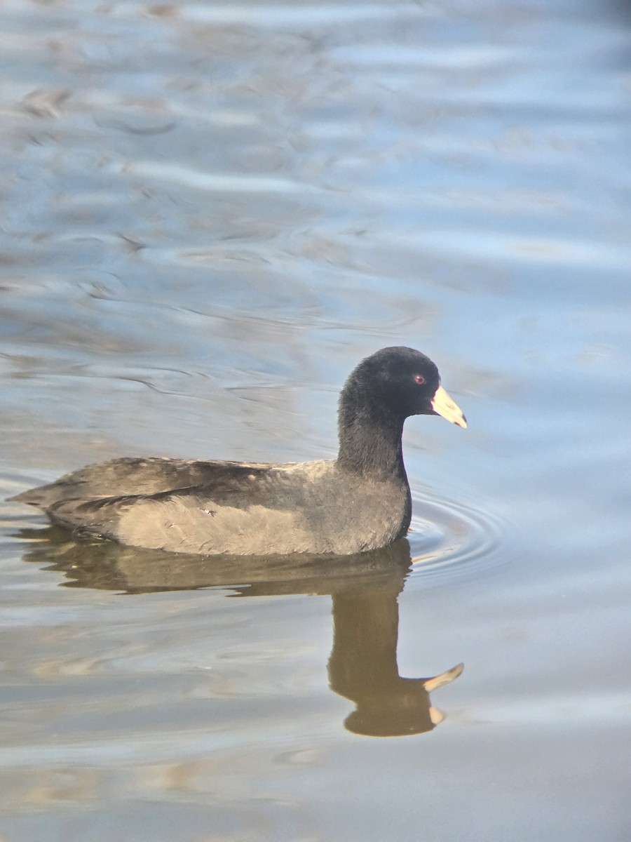 Foulque d'Amérique - ML647731515