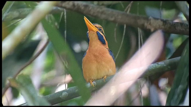 Альціон малазійський - ML647731520