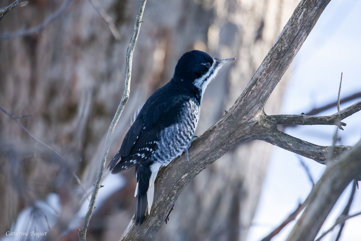 Black-backed Woodpecker - ML647731529