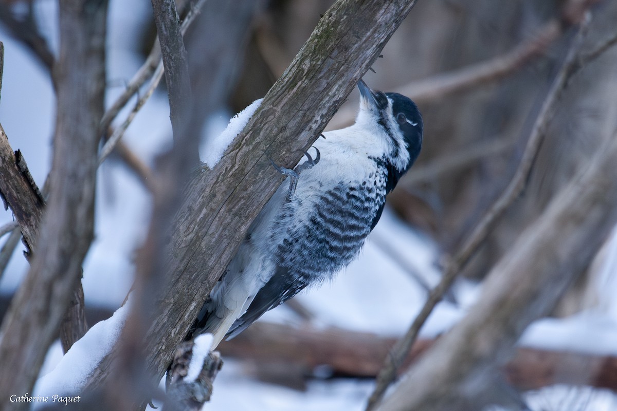 Black-backed Woodpecker - ML647731531