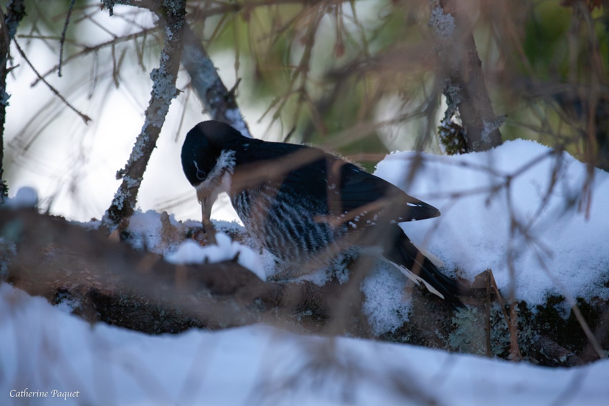 Black-backed Woodpecker - ML647731532