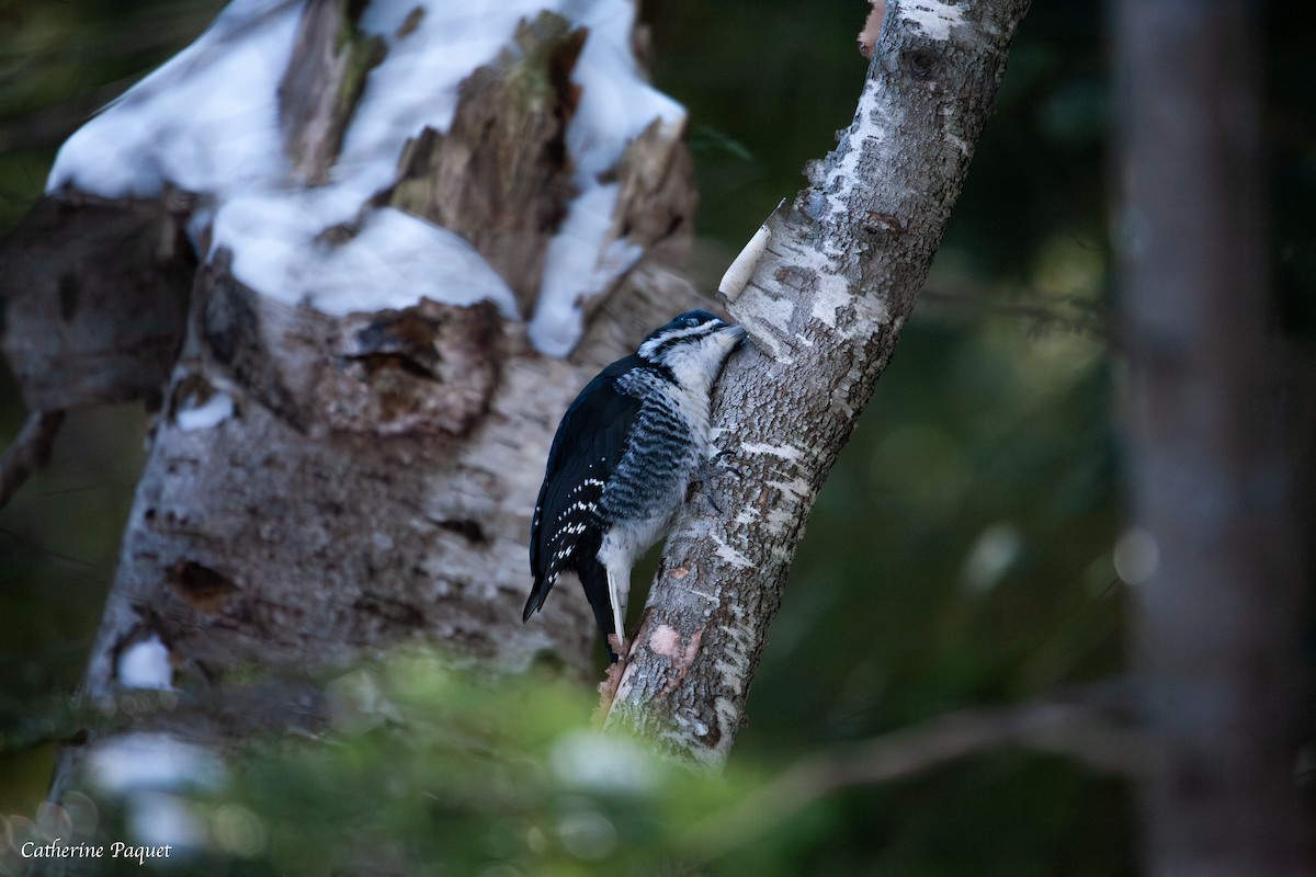 Black-backed Woodpecker - ML647731534