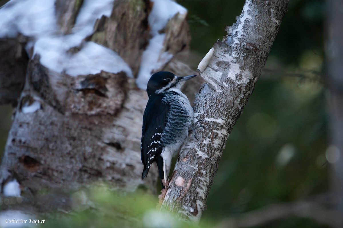 Black-backed Woodpecker - ML647731535