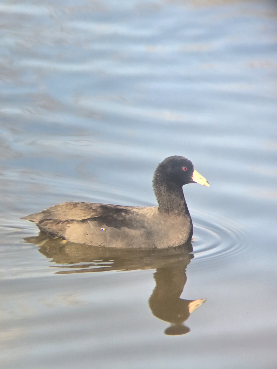 Foulque d'Amérique - ML647731547