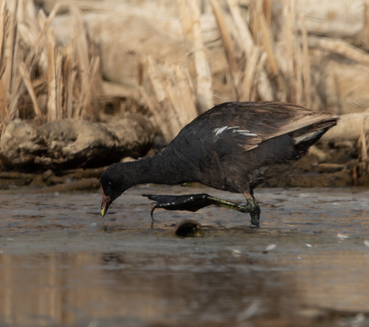 アメリカバン - ML647731552