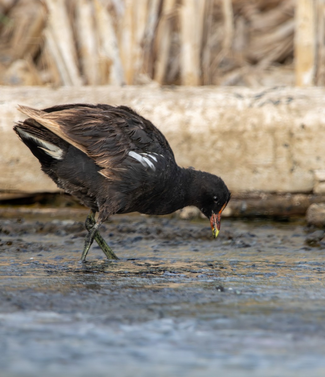 アメリカバン - ML647731553