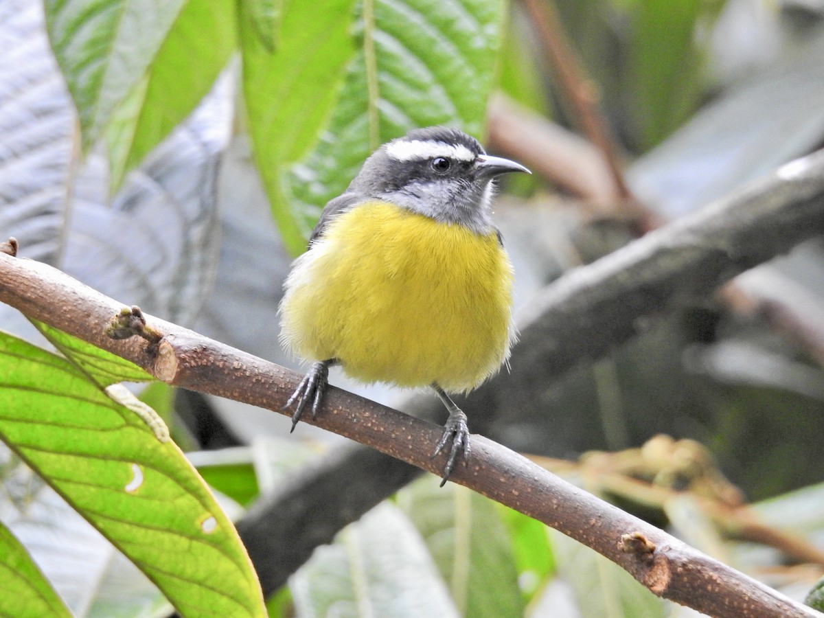 Bananaquit - ML647731565