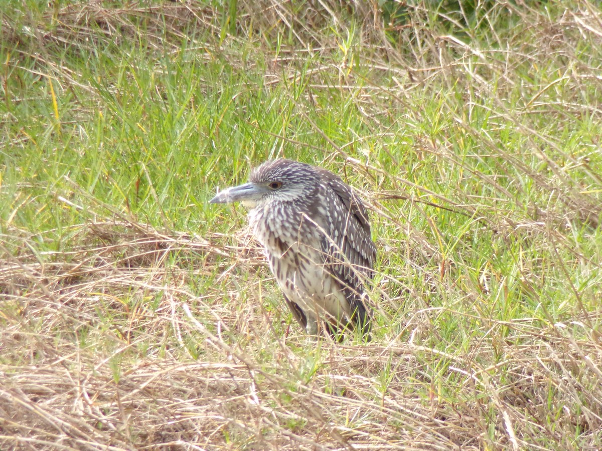 kvakoš žlutočelý - ML647731594