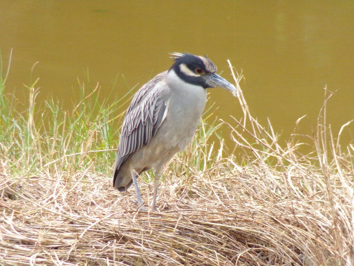 kvakoš žlutočelý - ML647731596