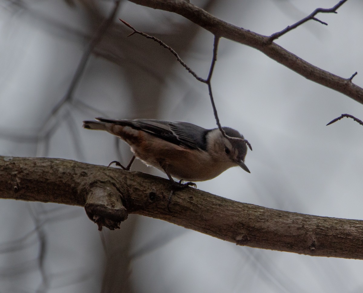 Sittelle à poitrine blanche - ML647731604