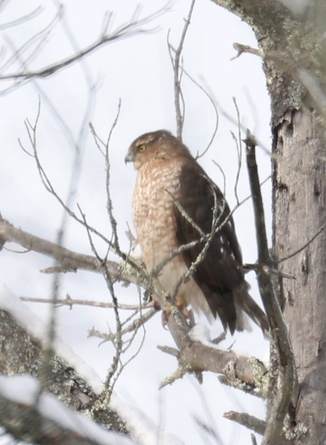 Cooper's Hawk - ML647731611