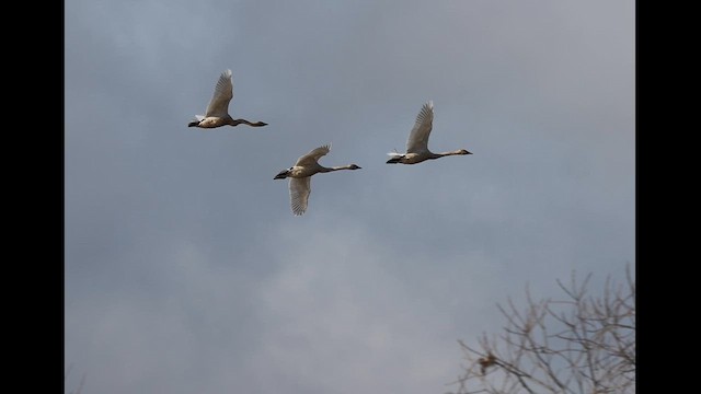 Лебідь-трубач - ML647731629