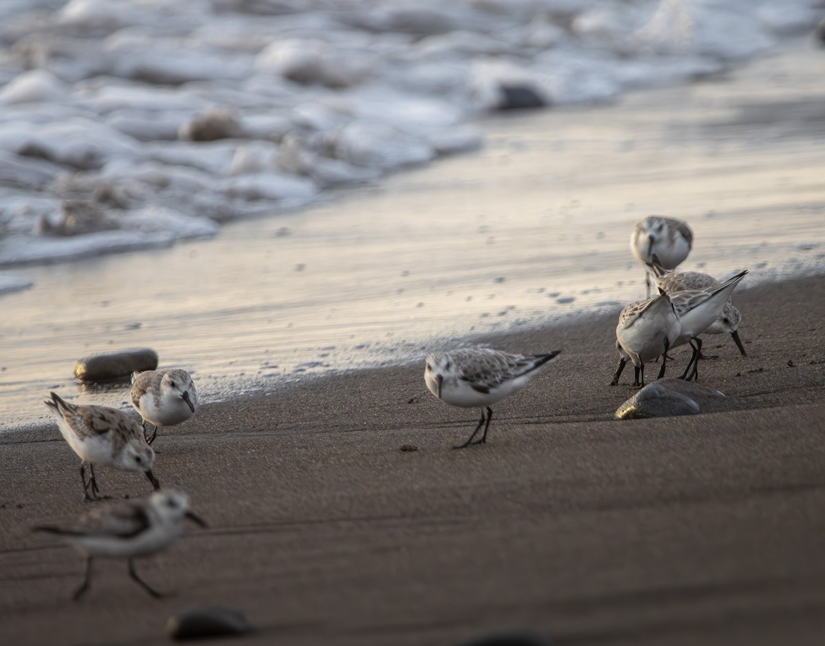 Txirri zuria - ML647731645