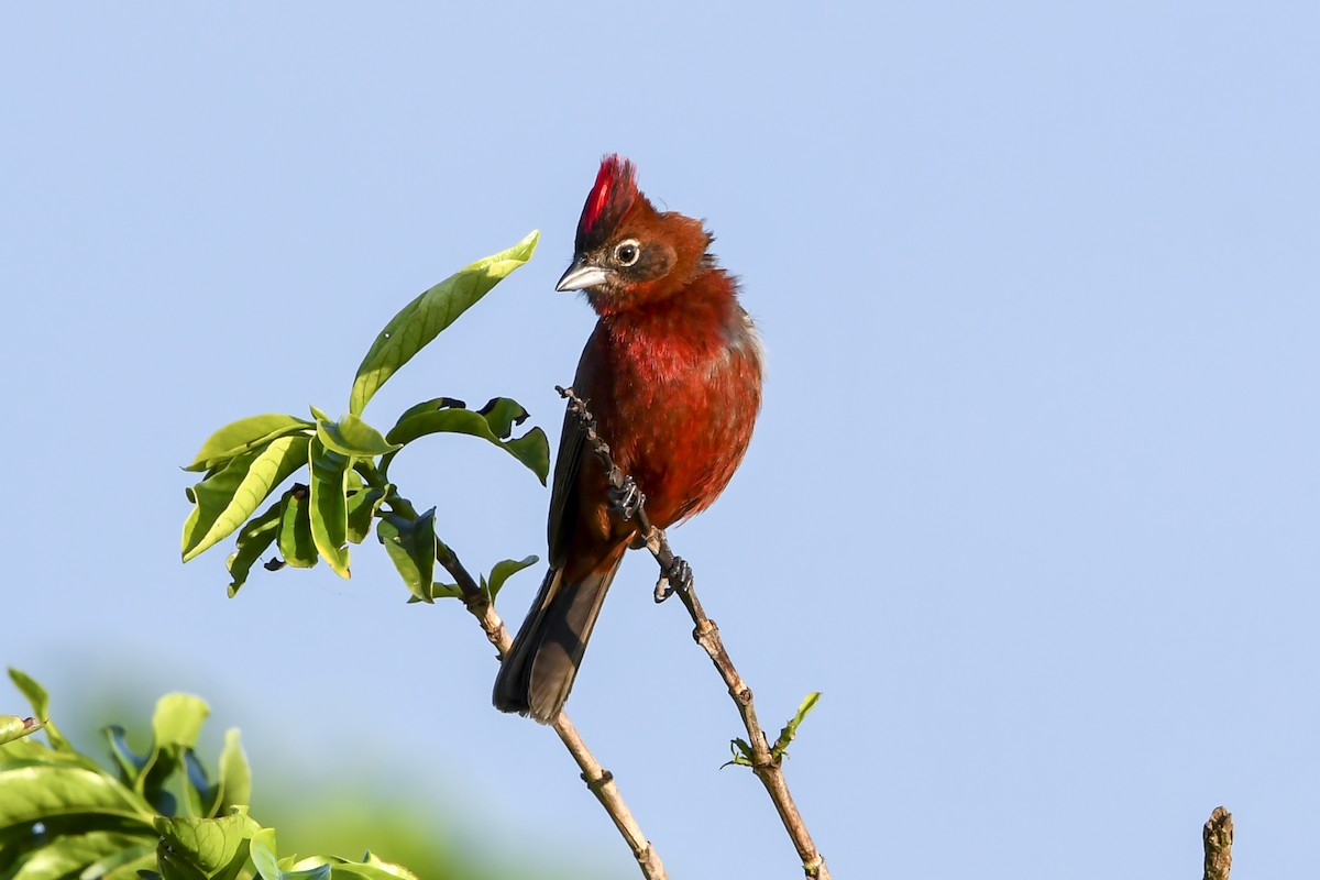 Red-crested Finch - ML647731673