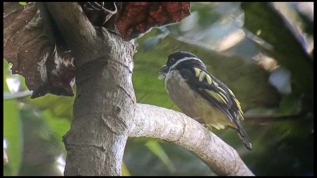 Рогодзьоб жовтоокий - ML647731680