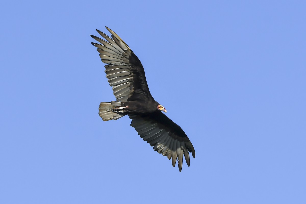 Lesser Yellow-headed Vulture - ML647731696