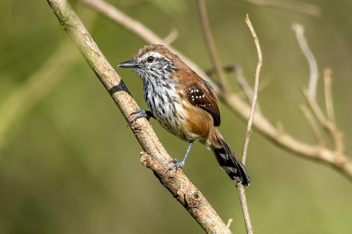 Rusty-backed Antwren - ML647731706