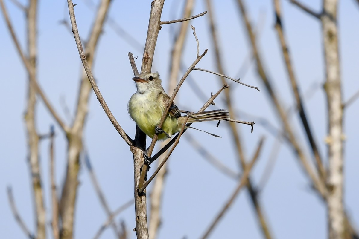 Mouse-colored Tyrannulet - ML647731715