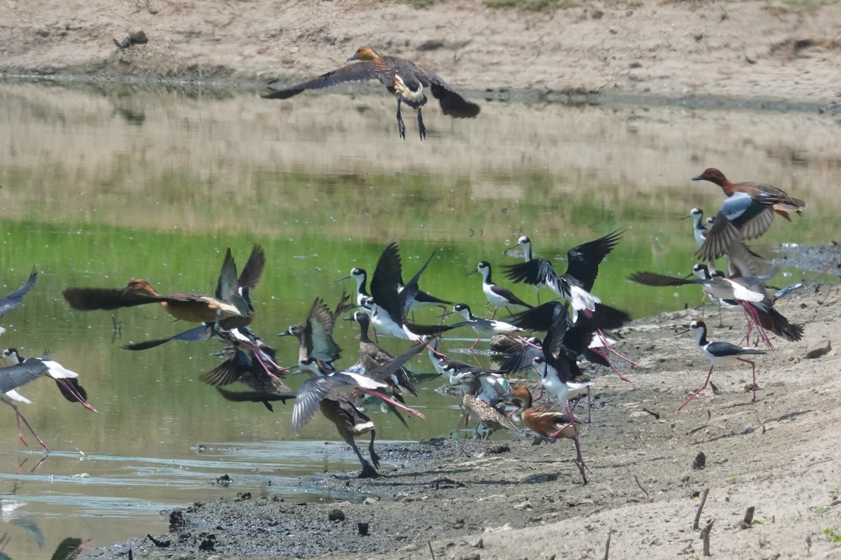 Blue-winged Teal - ML647731717