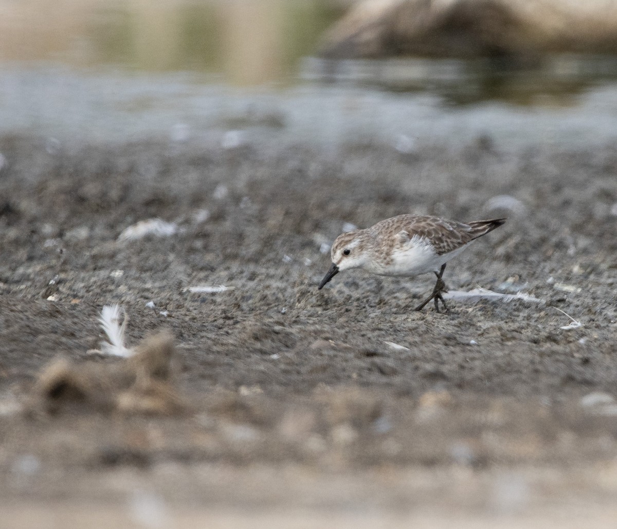 Semipalmated Sandpiper - ML647731718