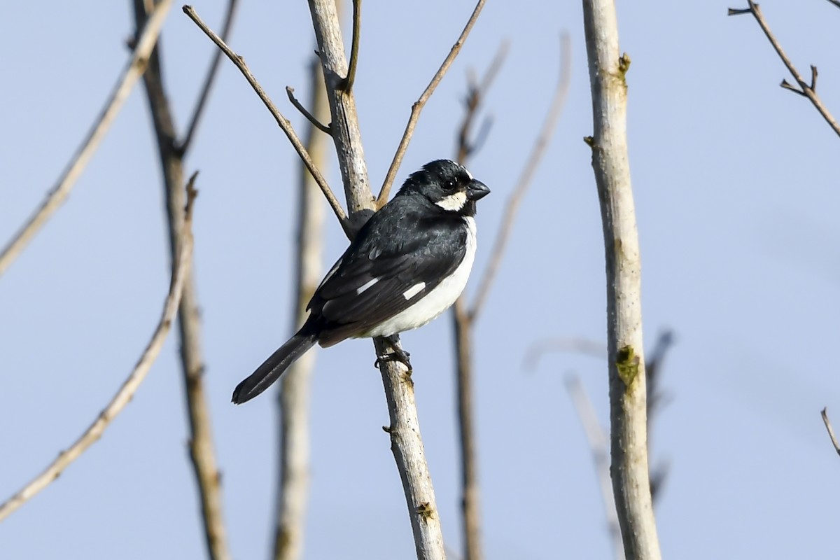 Lined Seedeater - ML647731720