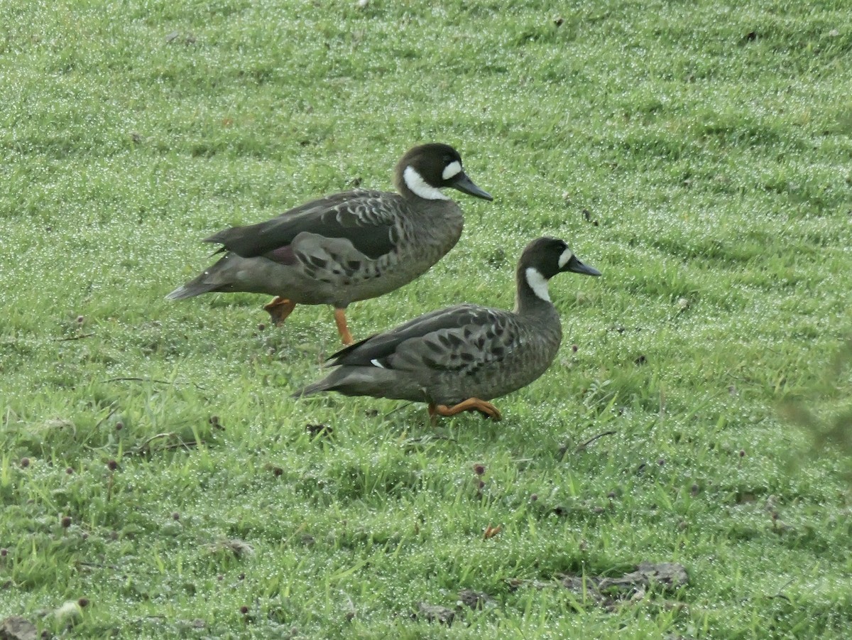 Kupferspiegelente - ML647731725