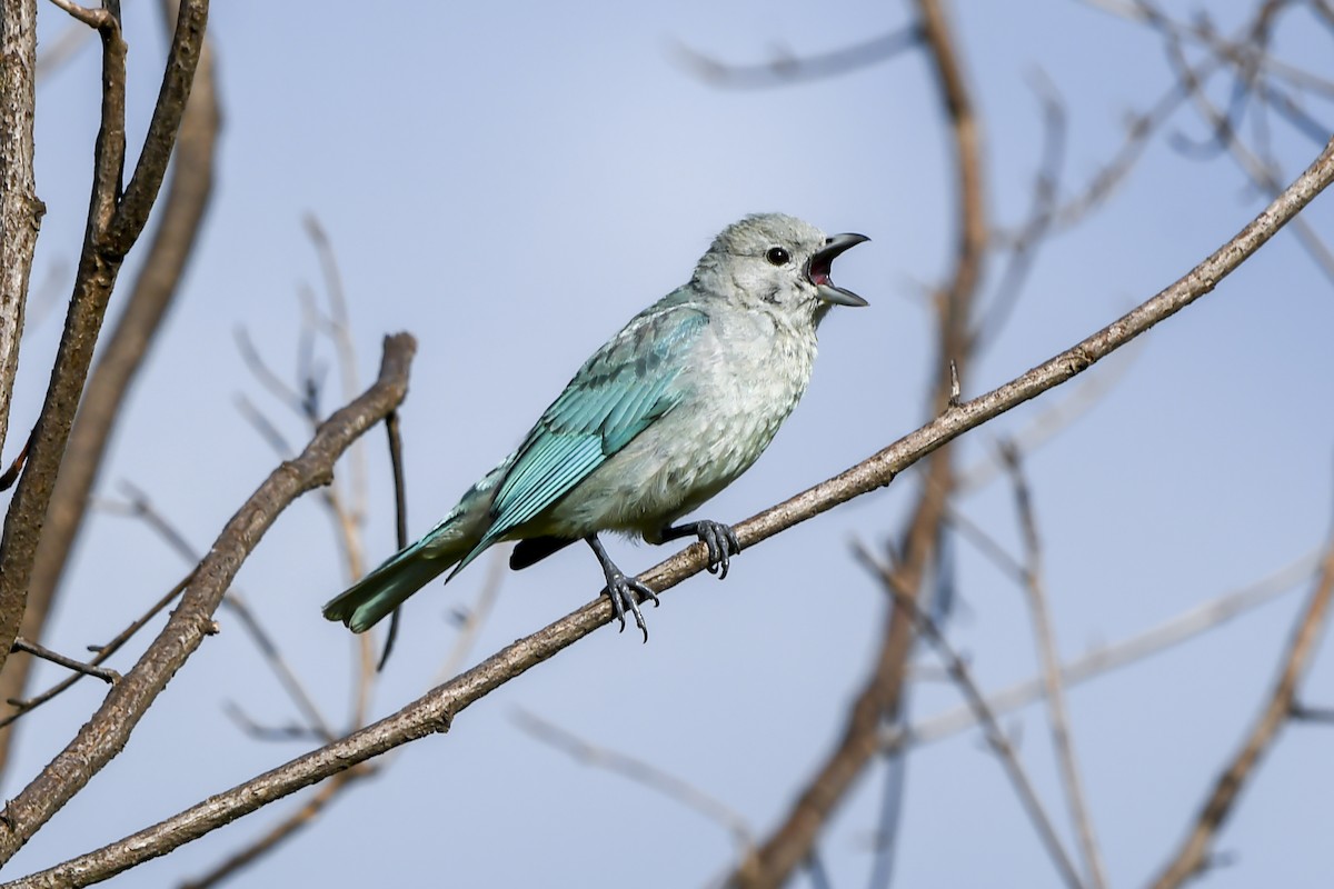 Sayaca Tanager - ML647731728