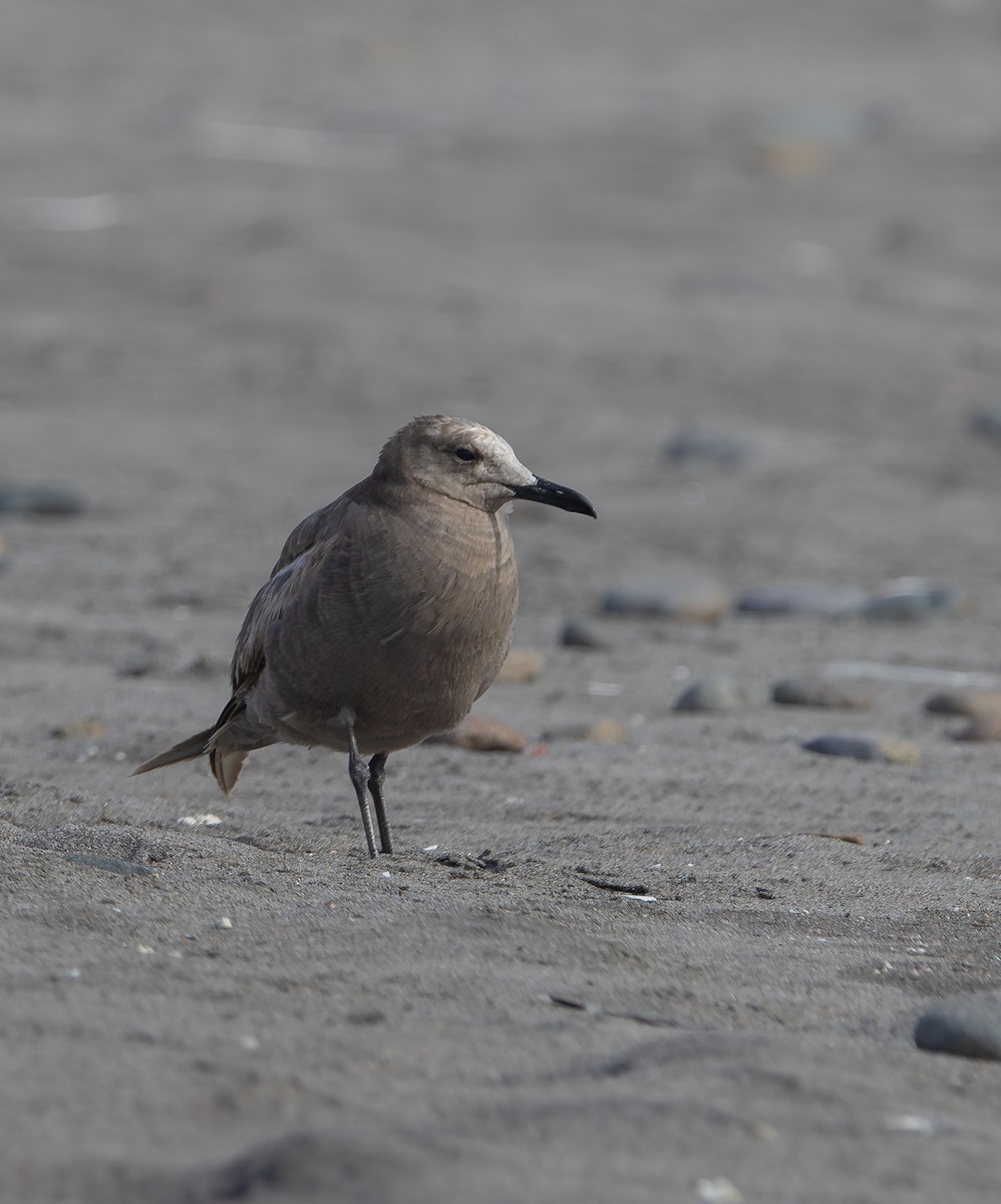 ハイイロカモメ - ML647731738