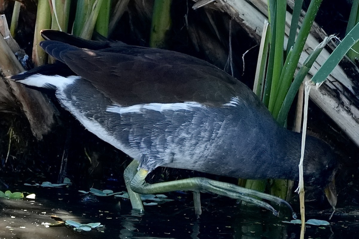 アメリカバン - ML647731744