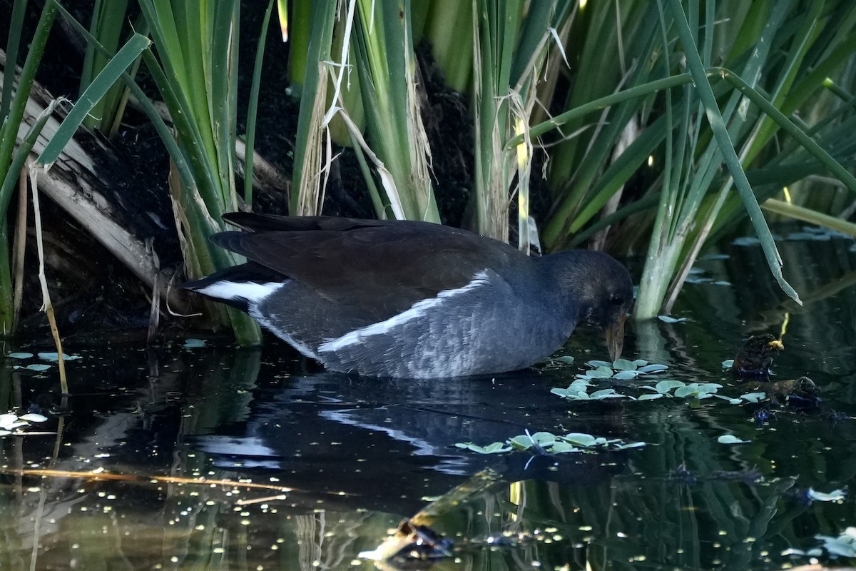 アメリカバン - ML647731745