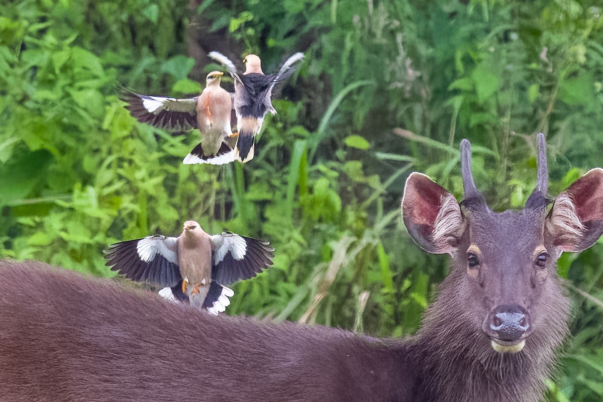 Miná Vinoso - ML647731749