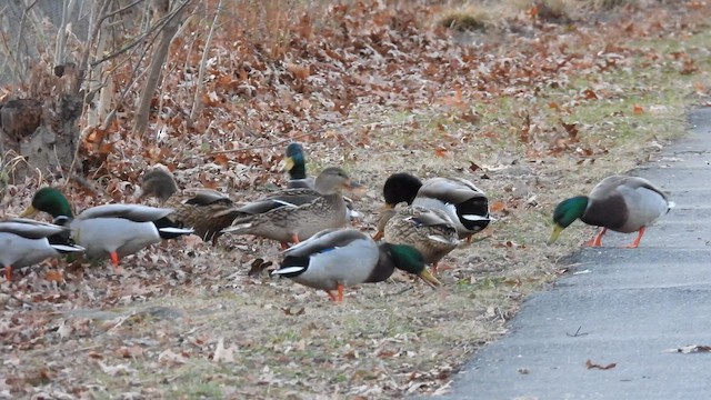 Крижень звичайний - ML647731751