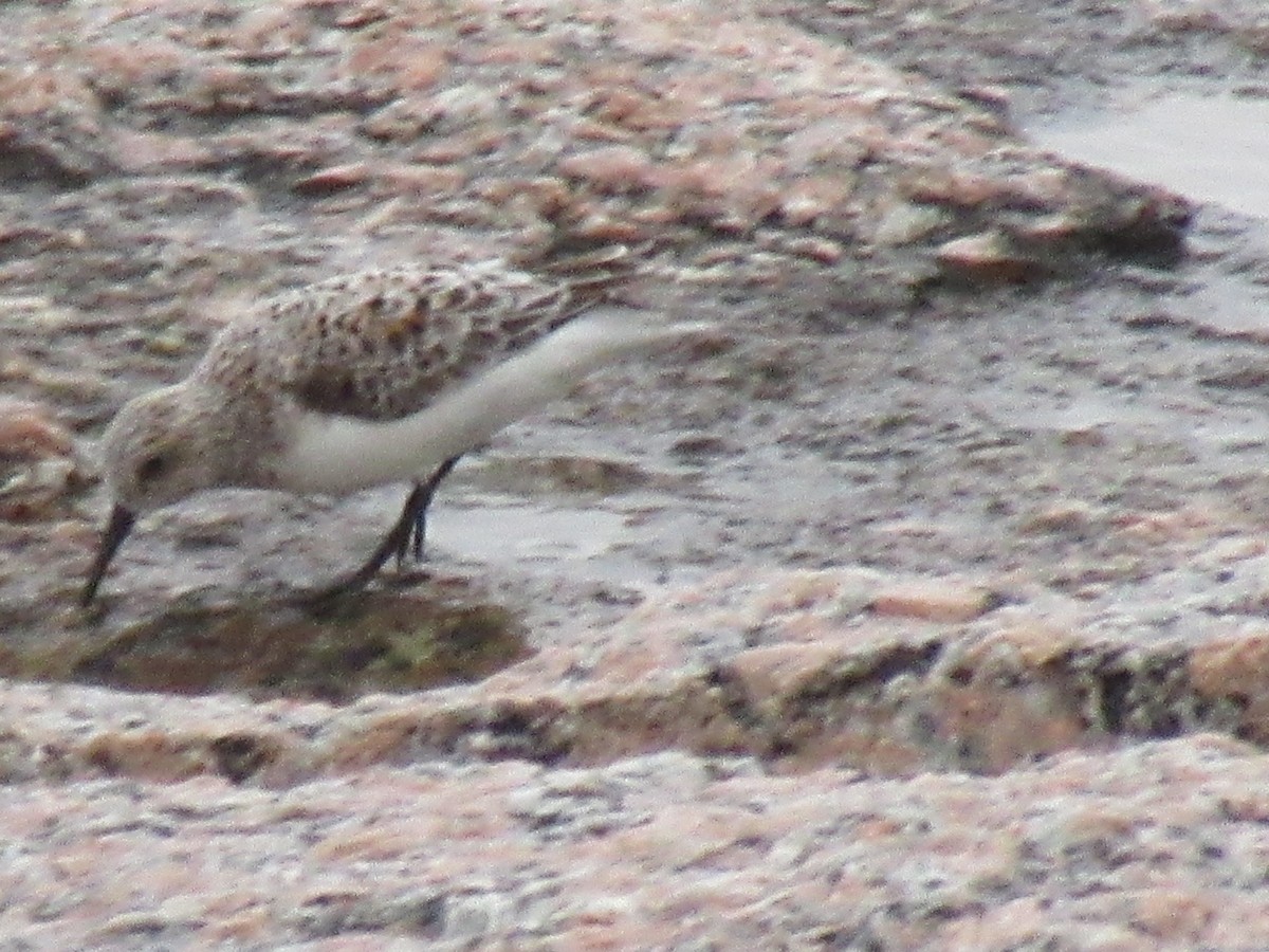 Txirri zuria - ML647731769