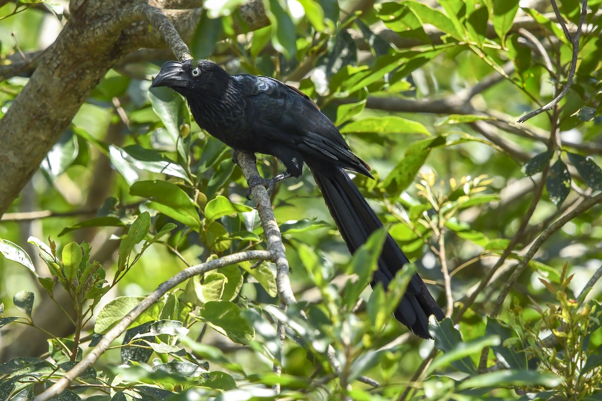 Greater Ani - ML647731770