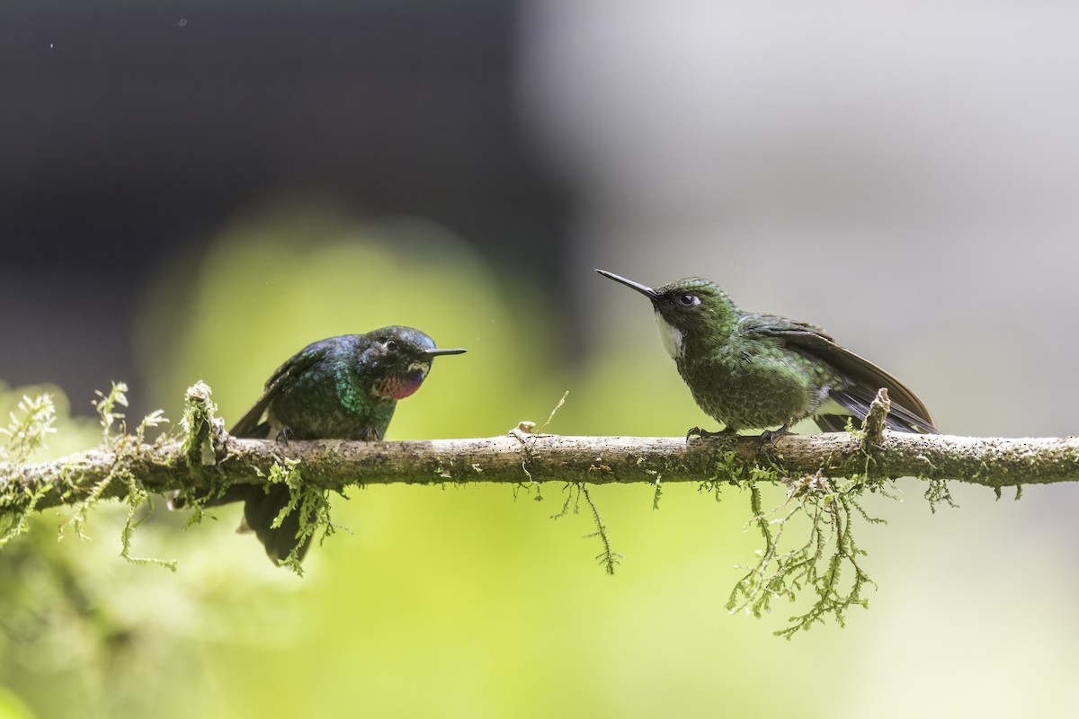 Tourmaline Sunangel - ML647731773